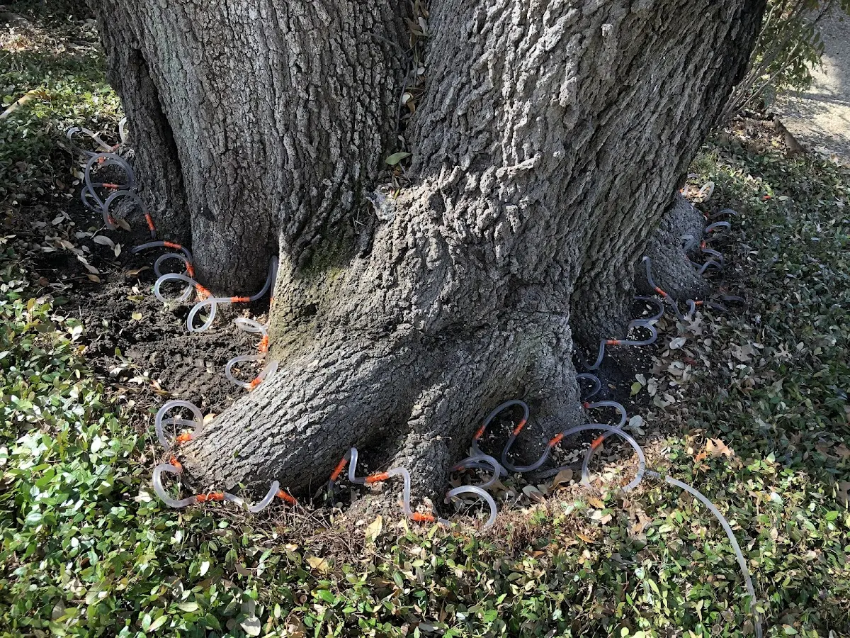 Detailed Tree Cabling and Bracing job site in Greenbrier