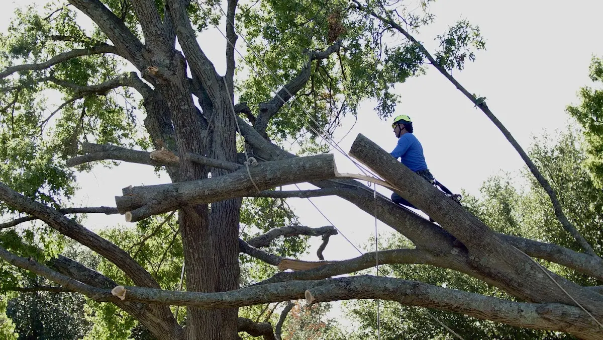 Professional Crown Thinning performed by certified arborists in Greenbrier